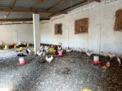 ferme délévage sur 5 lots avec titre foncier en cours