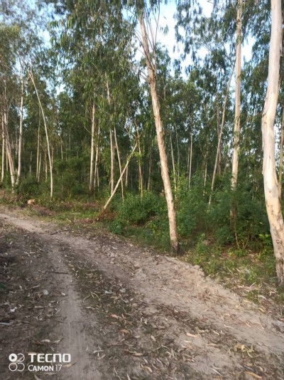 68 hectares avec titre foncier à 5km du goudron de Vigan
