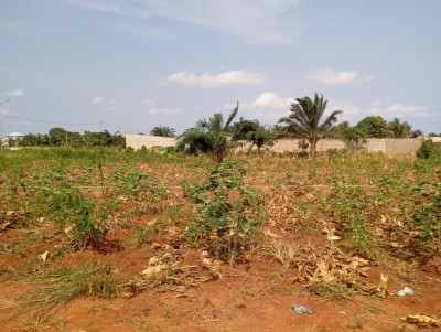 3 lots collés avec titre foncier au bord du goudron